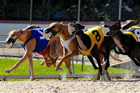 greyhound dog racing results|greyhound racing entry and results.